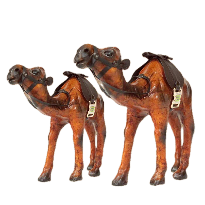 Standing Camel